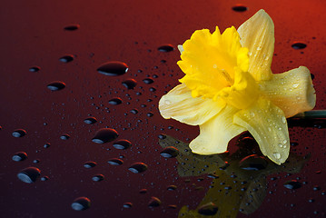 Image showing yellow narcissus on red background with water drops