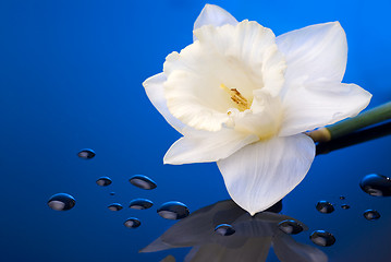 Image showing white narcissus on blue background with water drops