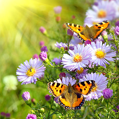 Image showing two butterfly on flowers