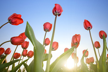 Image showing red tulips against blue sky