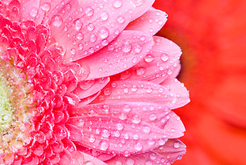 Image showing Close up pink daisy-gerbera with water drops