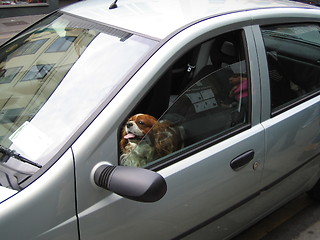 Image showing dog driver