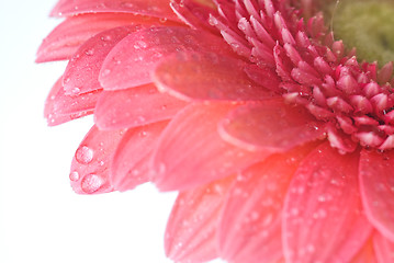 Image showing Pink daisy-gerbera with water drops isolated on white