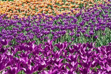 Image showing Field of pink and yellow tulips