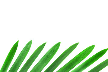 Image showing design element from green palm leaves isolated on white