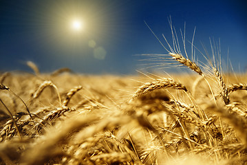 Image showing gold wheat and blue sky with sun