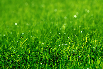 Image showing green grass background