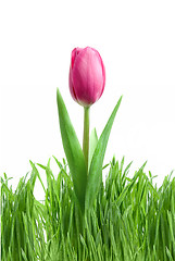 Image showing purple tulip and green grass isolated on white