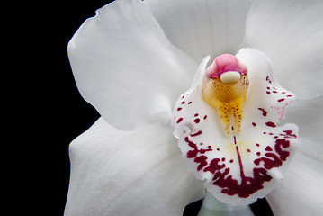 Image showing close up white orchid isolated on black