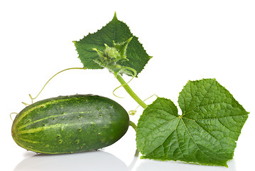 Image showing green cucumber with leaves isolated on white