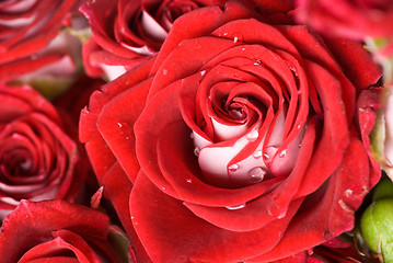 Image showing close up photo of red rose