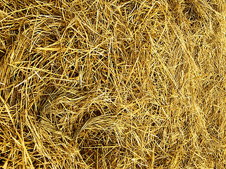 Image showing Straw texture
