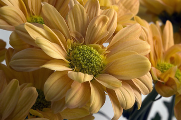 Image showing Chrysanthemums