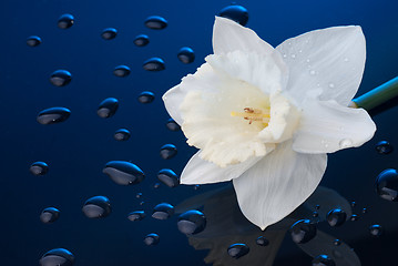 Image showing white narcissus on blue background with water drops