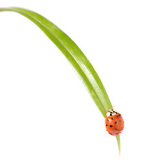 Image showing red ladybug on green grass isolated on white