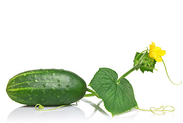 Image showing green cucumber with leaves and flower isolated on white