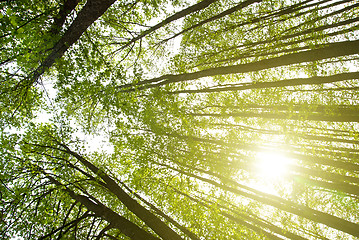 Image showing sun in forest