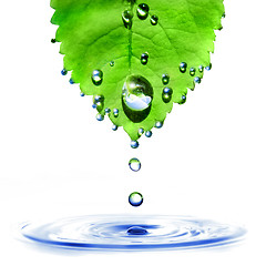 Image showing green leaf with water drops and splash isolated on white