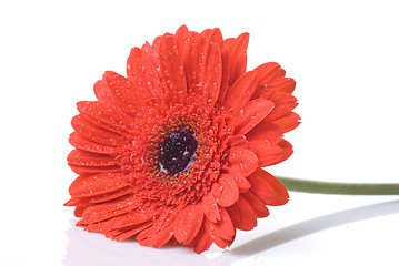 Image showing Red daisy-gerbera with water drops isolated on white