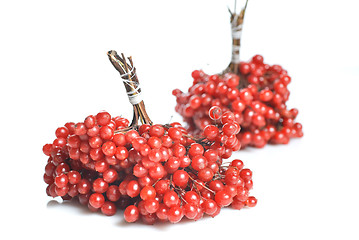 Image showing Berries of red Viburnum