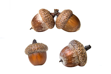 Image showing different acorns isolated on white