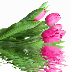 Image showing close-up pink tulips with water reflection isolated on white