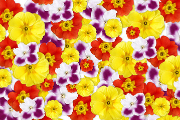 Image showing color flowers background