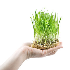 Image showing human hand holding green grass on white