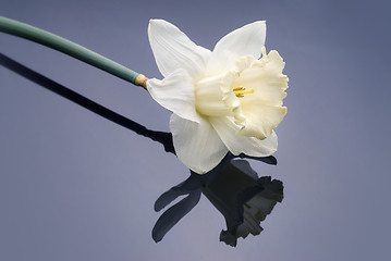 Image showing white narcissus on grey background