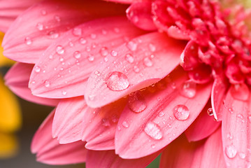 Image showing Pink daisy-gerbera with water drops isolated on white