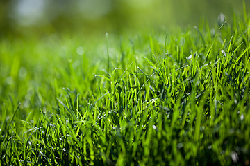 Image showing green grass background