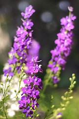 Image showing Summer pink flowers