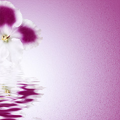 Image showing pink flower background