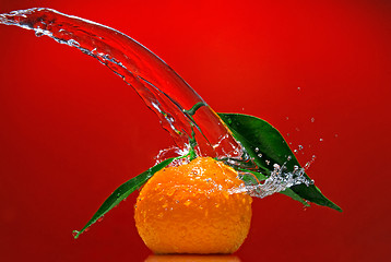 Image showing Tangerine with green leaves and water splash on red background