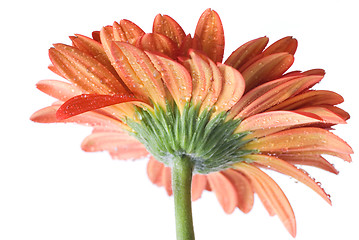 Image showing Red daisy-gerbera with water drops isolated on white