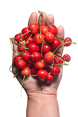 Image showing hand holding red cherry isolated on white