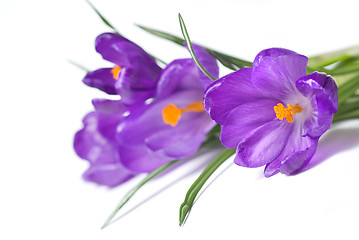 Image showing crocus bouquet isolated on white