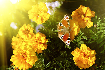 Image showing butterfly on yellow flowers