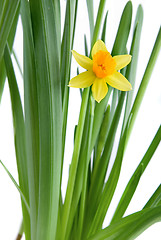 Image showing narcissus isolated on white