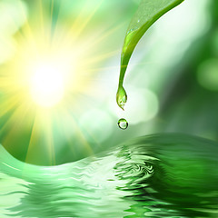 Image showing green leaf with drop of water on green sunny background