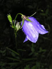 Image showing flower with raindrops