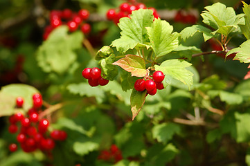 Image showing red viburnum berry