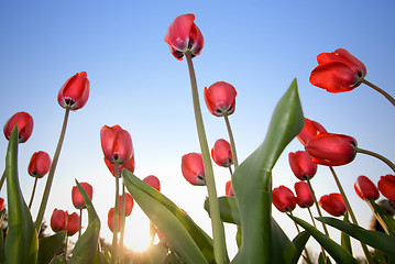 Image showing red tulips against blue sky