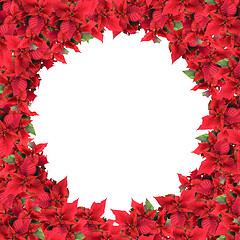 Image showing christmas frame from poinsettias isolated on white