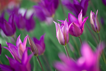 Image showing Beautiful pink tulips in garden