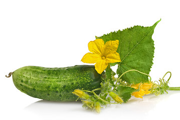 Image showing green cucumber with leaves and flower isolated on white