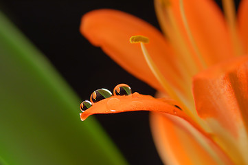 Image showing three crystal drops on the orange flower