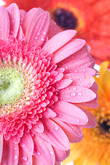 Image showing Close up pink daisy-gerbera with water drops