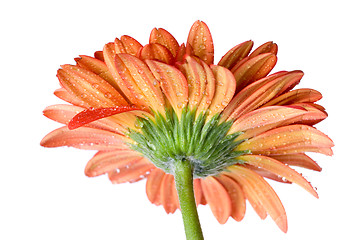 Image showing Macro of red daisy-gerbera head with water drops isolated on whi