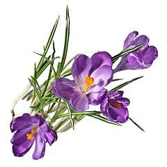 Image showing crocus bouquet isolated on white